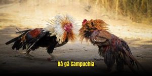 đá gà Campuchia