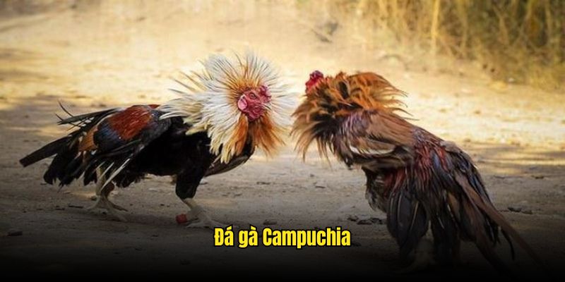 đá gà Campuchia