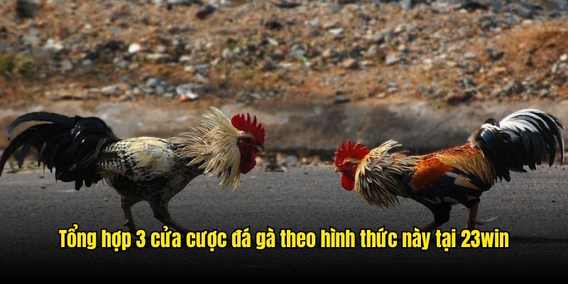 Tổng hợp 3 cửa cược đá gà theo hình thức này tại 23win