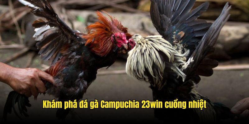 Khám phá đá gà Campuchia 23win cuồng nhiệt