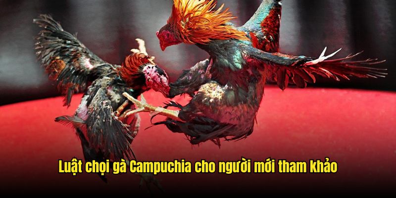 Luật chọi gà Campuchia cho người mới tham khảo