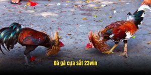 đá gà cựa sắt