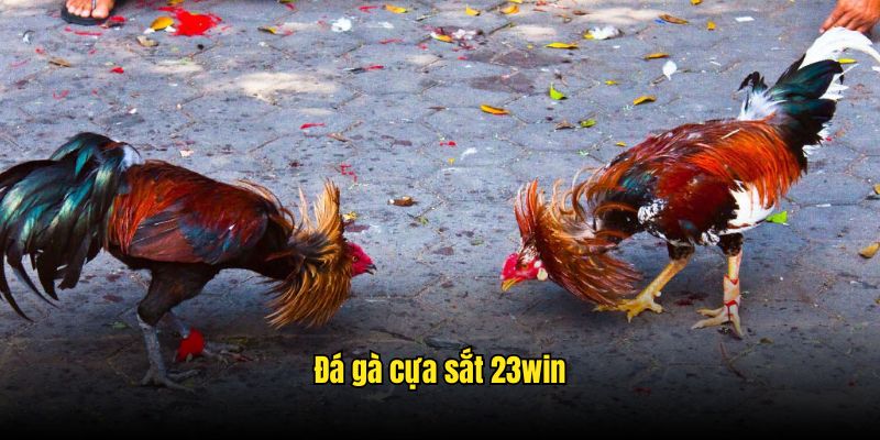đá gà cựa sắt