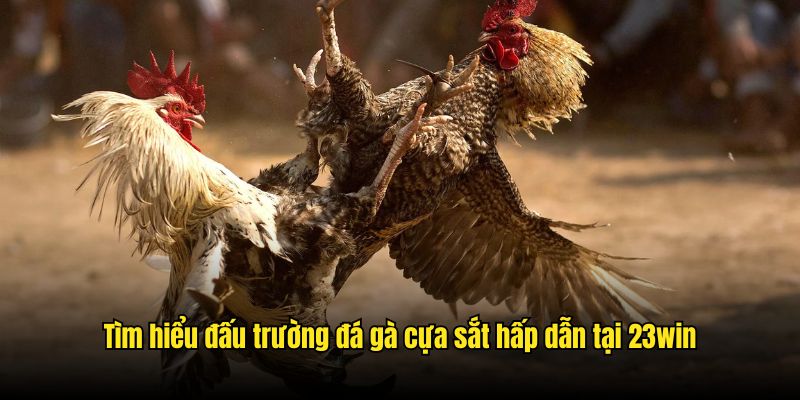 Tìm hiểu đấu trường đá gà cựa sắt hấp dẫn tại 23win