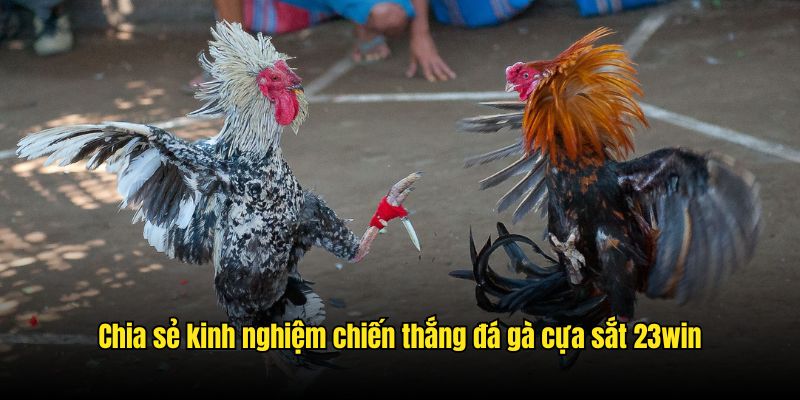 Chia sẻ kinh nghiệm chiến thắng đá gà cựa sắt 23win