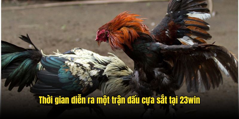 Thời gian diễn ra một trận đấu cựa sắt tại 23win