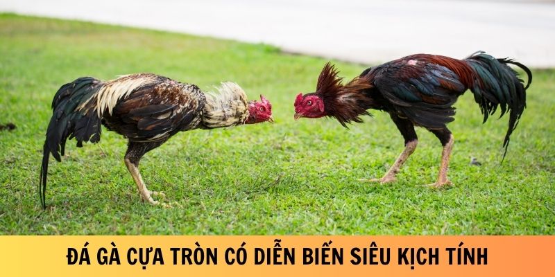 Đá gà cựa tròn có diễn biến siêu kịch tính