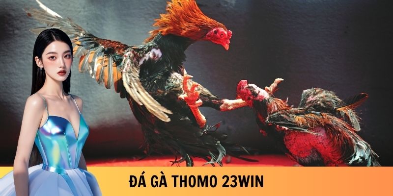 Đá gà Thomo