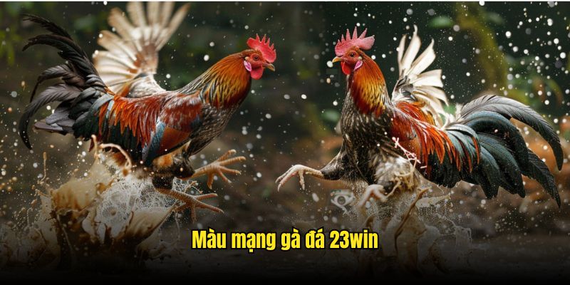 màu mạng gà đá