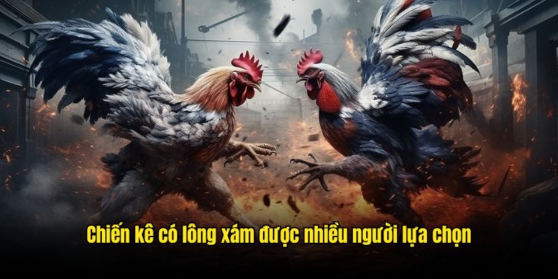 Hướng dẫn cách chọn màu lông chiến kê mạnh