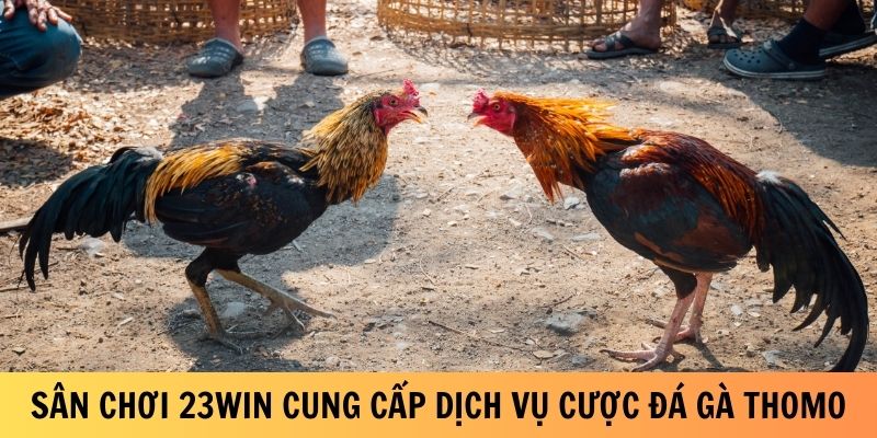 Sân chơi 23Win đang cung cấp dịch vụ cược đá gà Thomo